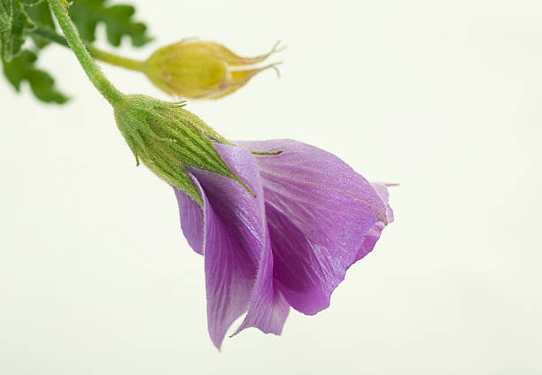 istock Blue Tropical Hibiscus Bud 471248693