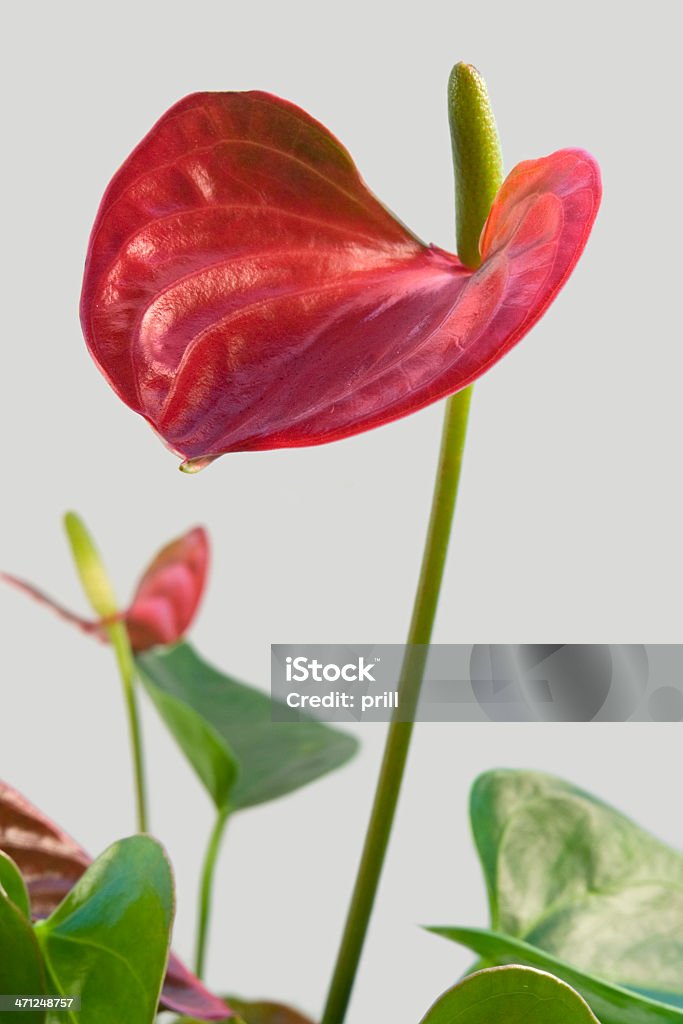 Flamingo Flower - Zbiór zdjęć royalty-free (Anturium)