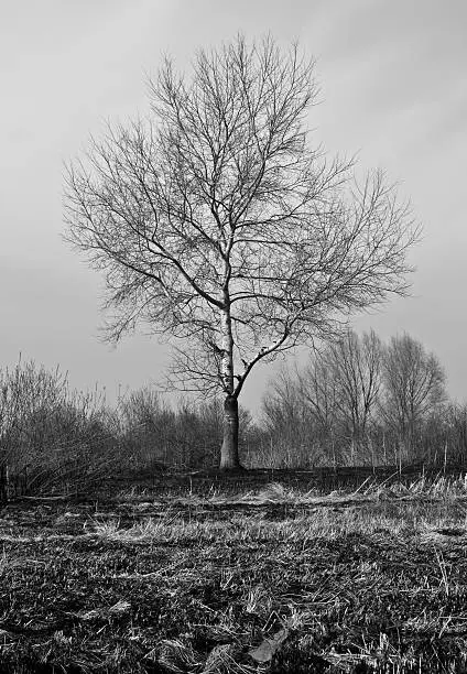 Lonely tree after a fire.
