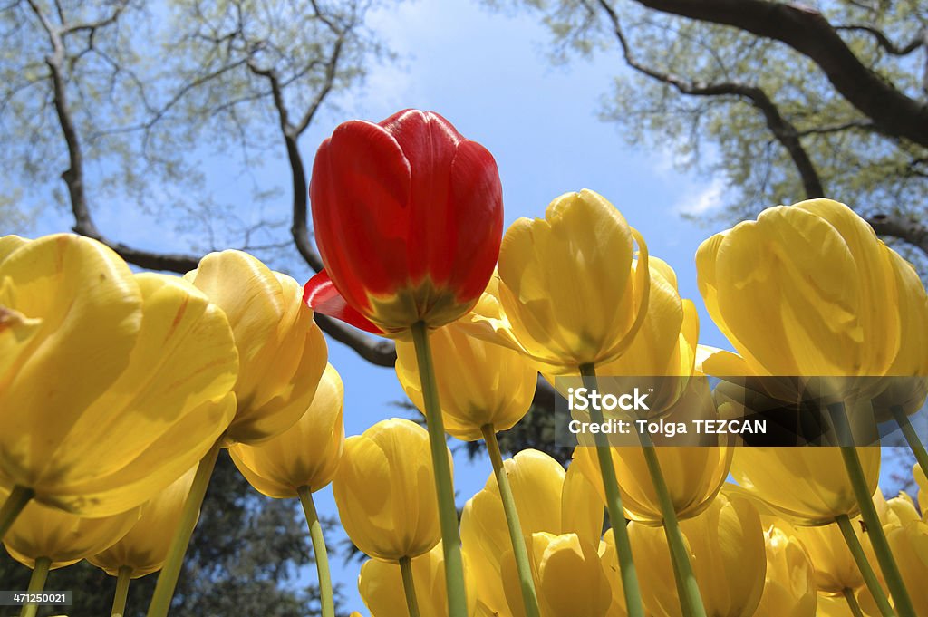 Tulipe - Photo de Beauté de la nature libre de droits