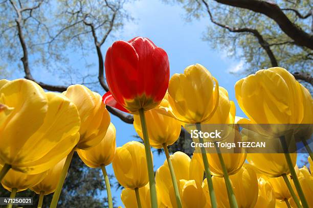 Foto de Tulipa e mais fotos de stock de Amarelo - Amarelo, Beleza natural - Natureza, Canteiro de Flores