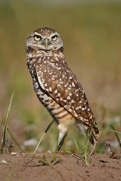 istock Burrowing Owl standing on the ground 471250250