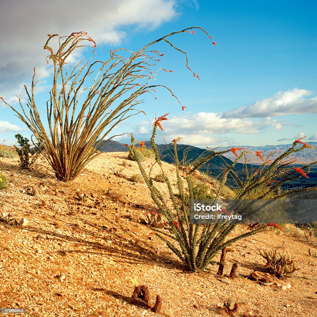 Ocotillo Cactus Above Palm Desert, California Photographed along the "Pines to Palms Highway", route 74. Shot the morning of April 5th, 2010 using 6x6 cm Ektar 100 film. Coachella Valley lies below, view is north. California Stock Photo