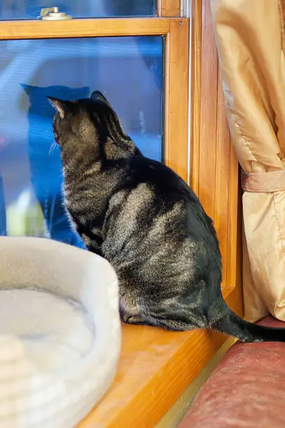 Photo of Tabby Cat looking out window