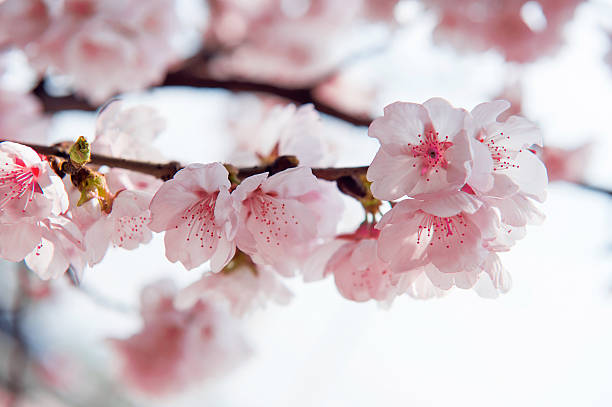 istock Cherry Blossom with Soft focus, Sakura season 471250814