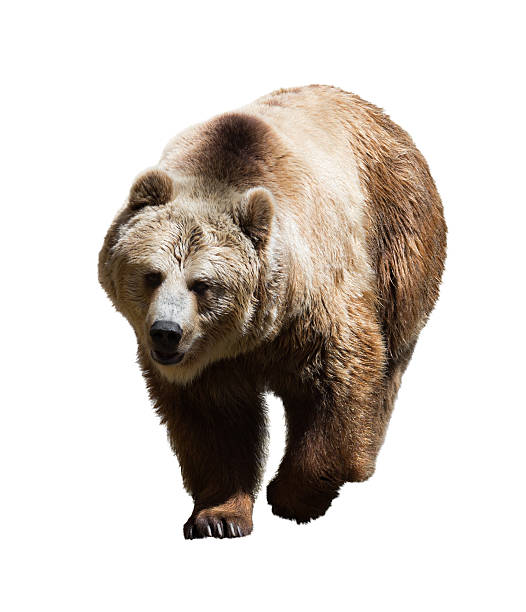 istock Adult bear. Isolated  on white background 471250972