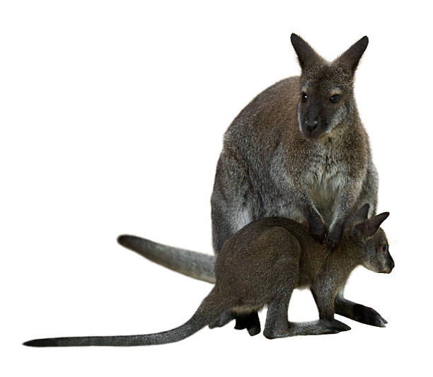 istock Red-necked wallaby with baby 471250974