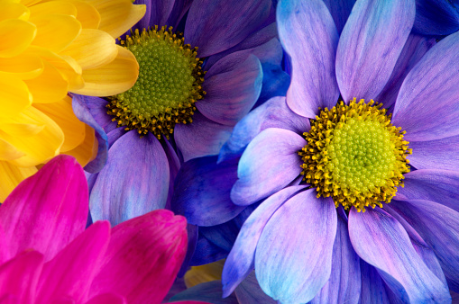 Mixture of pink yellow and blue mums. Closeup horizontal studio image. 
