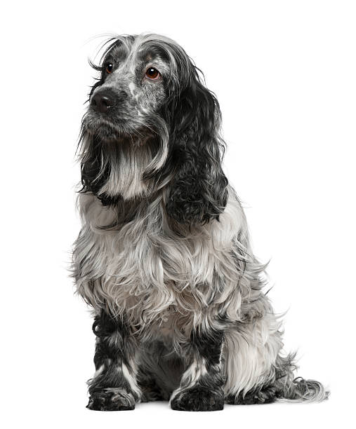 istock Front view of English Cocker spaniel, sitting and looking away 471251863