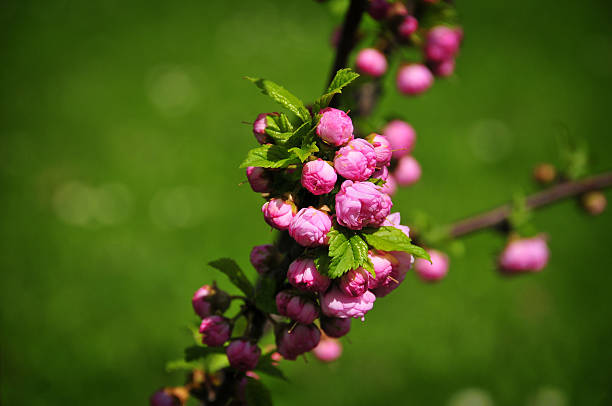 桜の花 - bud scar ストックフォトと画像