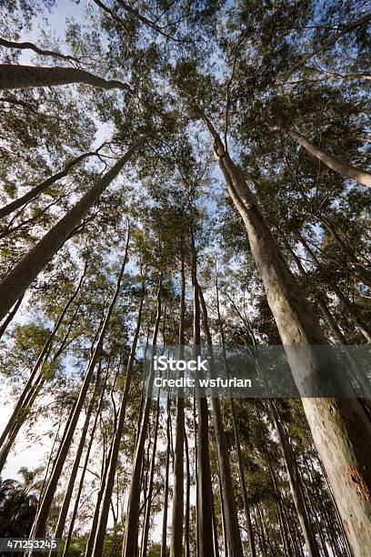 Grove - zdjęcia stockowe i więcej obrazów Bez ludzi - Bez ludzi, Drewno - Tworzywo, Drzewo