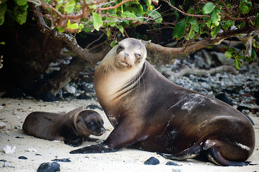 The Galapagos Sea Lion (Zalophus wollebaeki) is a species of sea lion that exclusively breeds on the Gal