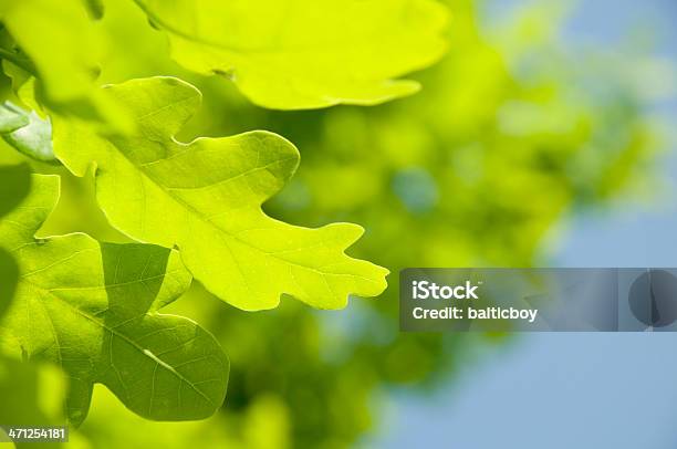 Zielony Leaf - zdjęcia stockowe i więcej obrazów Bez ludzi - Bez ludzi, Botanika, Drzewo