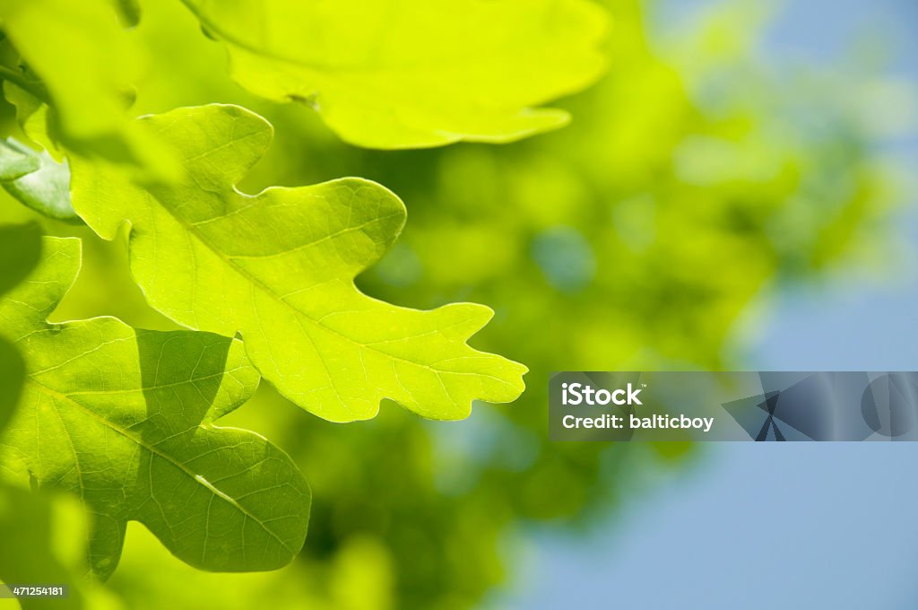 Verde leaf - Foto de stock de Azul royalty-free