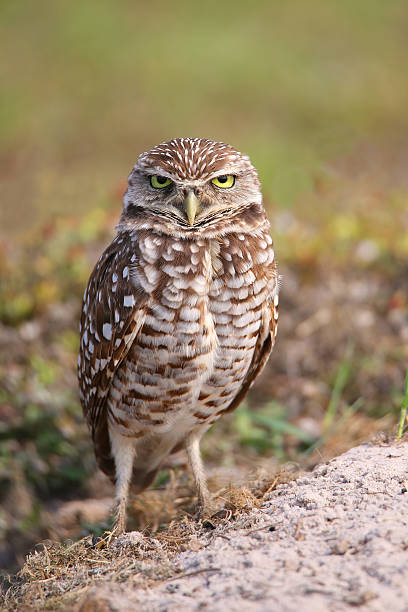 istock Burrowing Owl standing on the ground 471254350