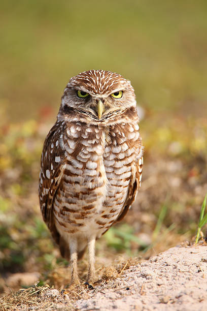 istock Burrowing Owl standing on the ground 471254352