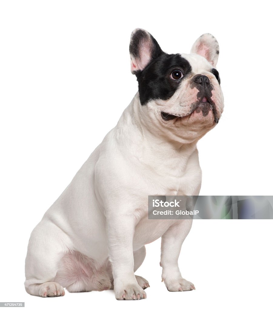 Side view of French bulldog, sitting and looking up. French bulldog sitting, 1 and a half years old, in front of white background. Alertness Stock Photo