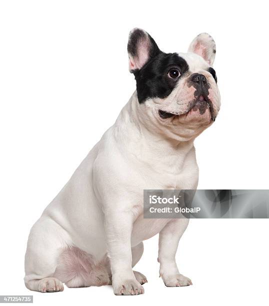 Side View Of French Bulldog Sitting And Looking Up Stock Photo - Download Image Now