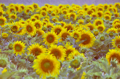 Digital art paint composition, field sunflower, sunny day
