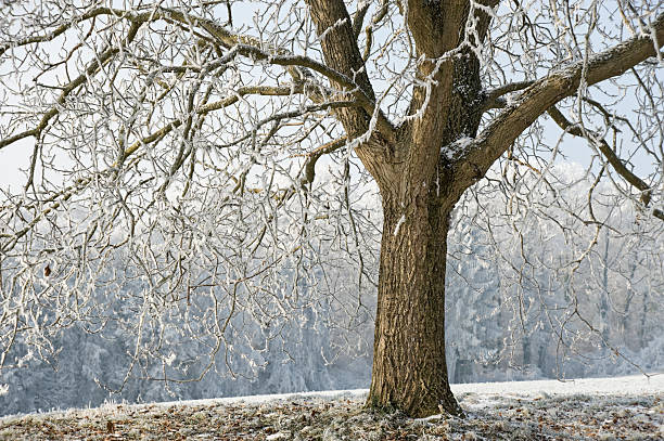 istock Hoarfrost day in november 471254913