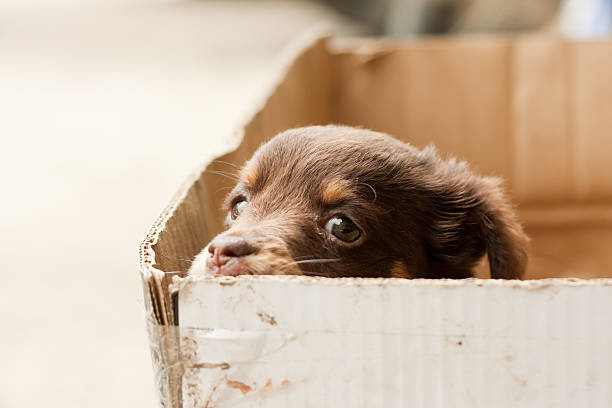 istock Help me I'm an orphan puppy 471255033