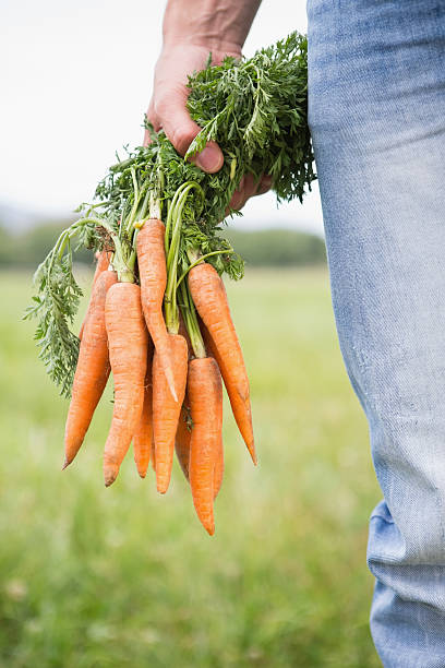 istock Farmer holding bunch of organic carrots 471255096