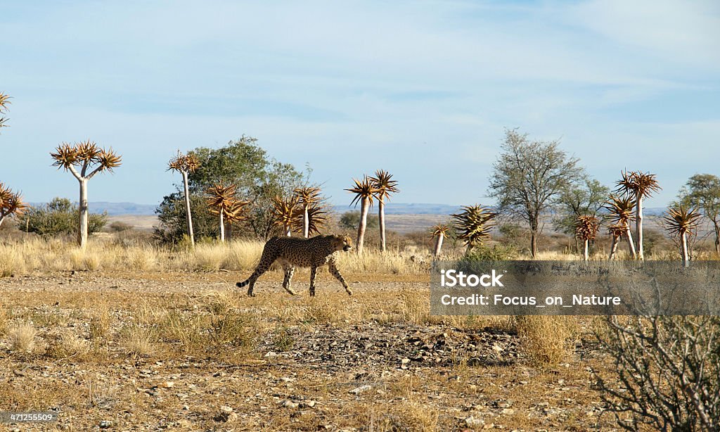 Gepard - Lizenzfrei Afrika Stock-Foto