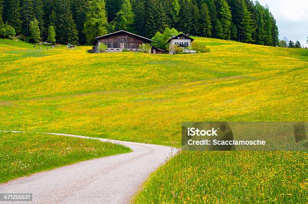 Prado De Flores Amarillas Foto de stock y más banco de imágenes de Alto Adigio - Alto Adigio, Casa rural, Agricultura