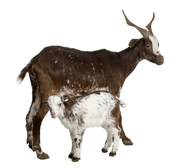 istock Profile of Female Rove goat with kid standing. 471255949
