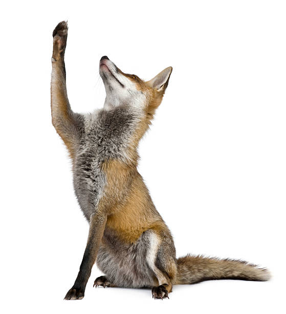 Side view of Red Fox, sitting and looking up. Red Fox, 1 year old, sitting looking up in front of white background. red fox tail stock pictures, royalty-free photos & images