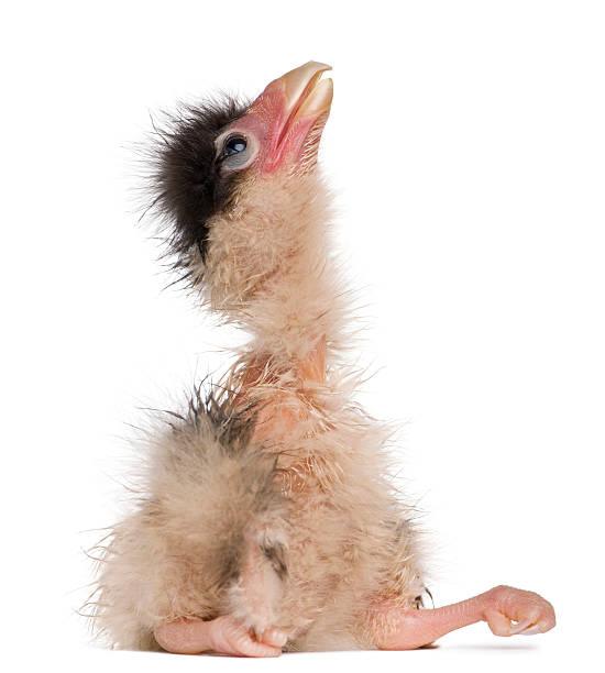 Side view of Southern Caracaras, 12 hours old, chick sitting. Southern Caracaras, 12 hours old, chick sitting in front of white background. crested caracara stock pictures, royalty-free photos & images