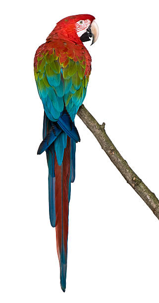 istock Rear view of Red-and-green Macaw perching on branch. 471255965