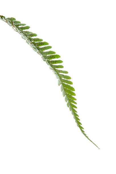 fern leaf young fern leaf isolated on white new zealand silver fern stock pictures, royalty-free photos & images