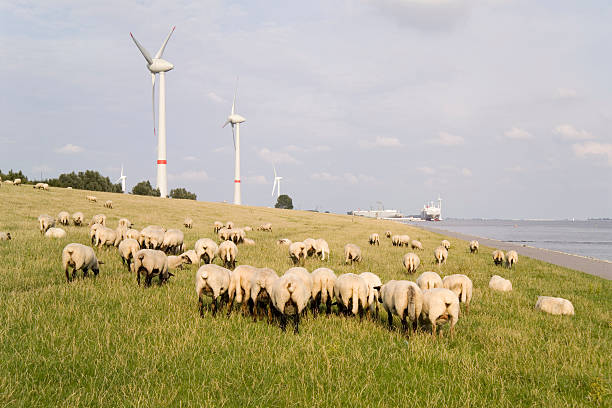 istock Windpower plant windmills with sheep 471256269