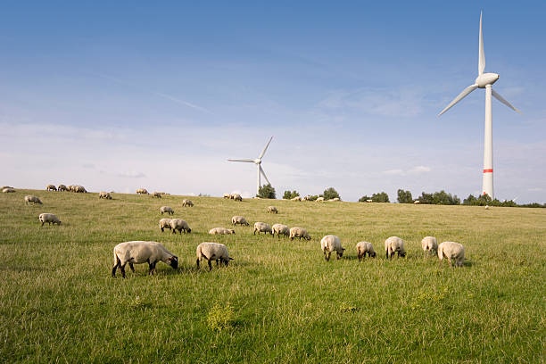 Windpower plant windmills with sheep