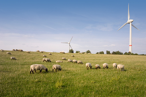 Part of the Wybelsumer Polder wind farm near Emden. Windpower plant windmills with sheep