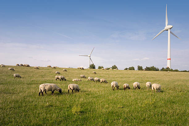 Windpower plant windmills with sheep stock photo