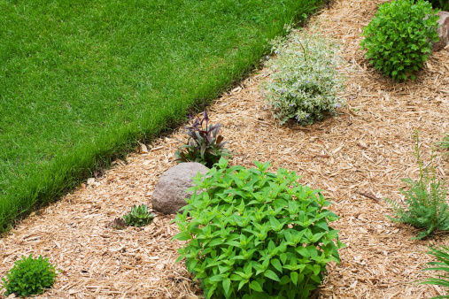 A perennial flower garden that has been completely mulched with wood chips to help retain moisture and prevent weeds.