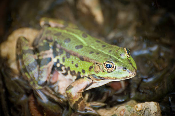 istock Frog in swamp area, sitting on a stone, shallow DOF 471256989