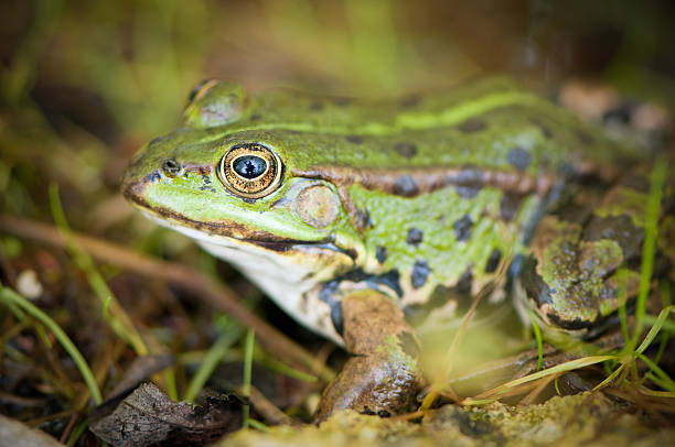 istock Frog in swamp area, sitting on a stone, shallow DOF 471256991