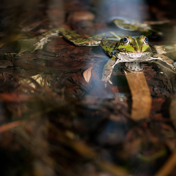 istock Frog in swamp area, water pond, copy space 471256993