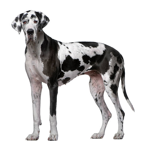 istock Profile of Great Dane, standing and looking at the camera. 471257105