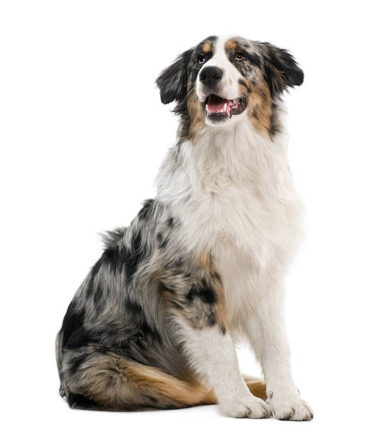 istock Side view of Australian shepherd, sitting and looking up. 471257109