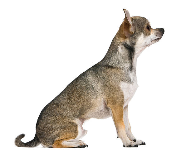 istock Profile of Chihuahua, sitting and looking away. 471257113