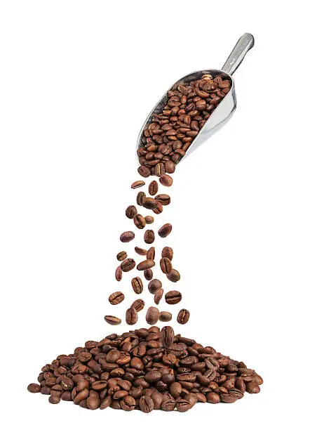 roasted coffee beans falling down from metal scoop isolated on white