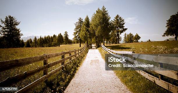 Strada Di Campagna - Fotografie stock e altre immagini di Affari finanza e industria - Affari finanza e industria, Agricoltura, Alberato