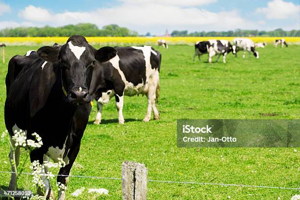 Holsteiner Kühe Stockfoto und mehr Bilder von Kuh - Kuh, Holstein, Holstein-Rind