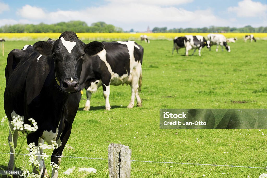 Holsteiner всех кантонах - Стоковые фото Корова роялти-фри