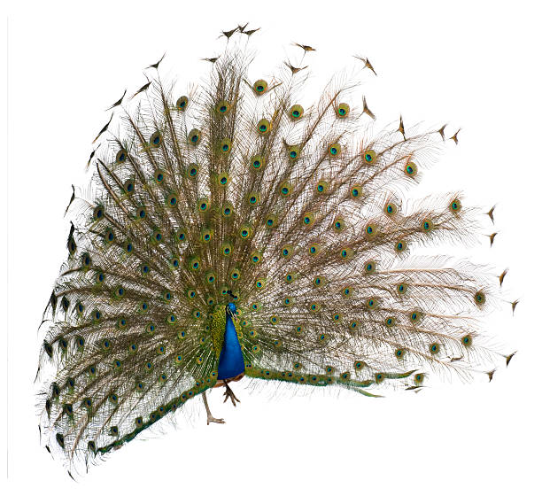 istock Front view of a male Indian Peacock displaying wheel. 471258143