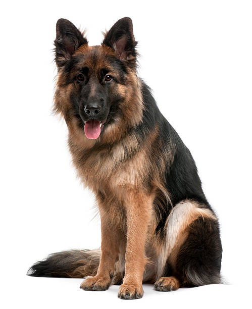 istock Front view of German Shepherd, sitting and panting. 471258153